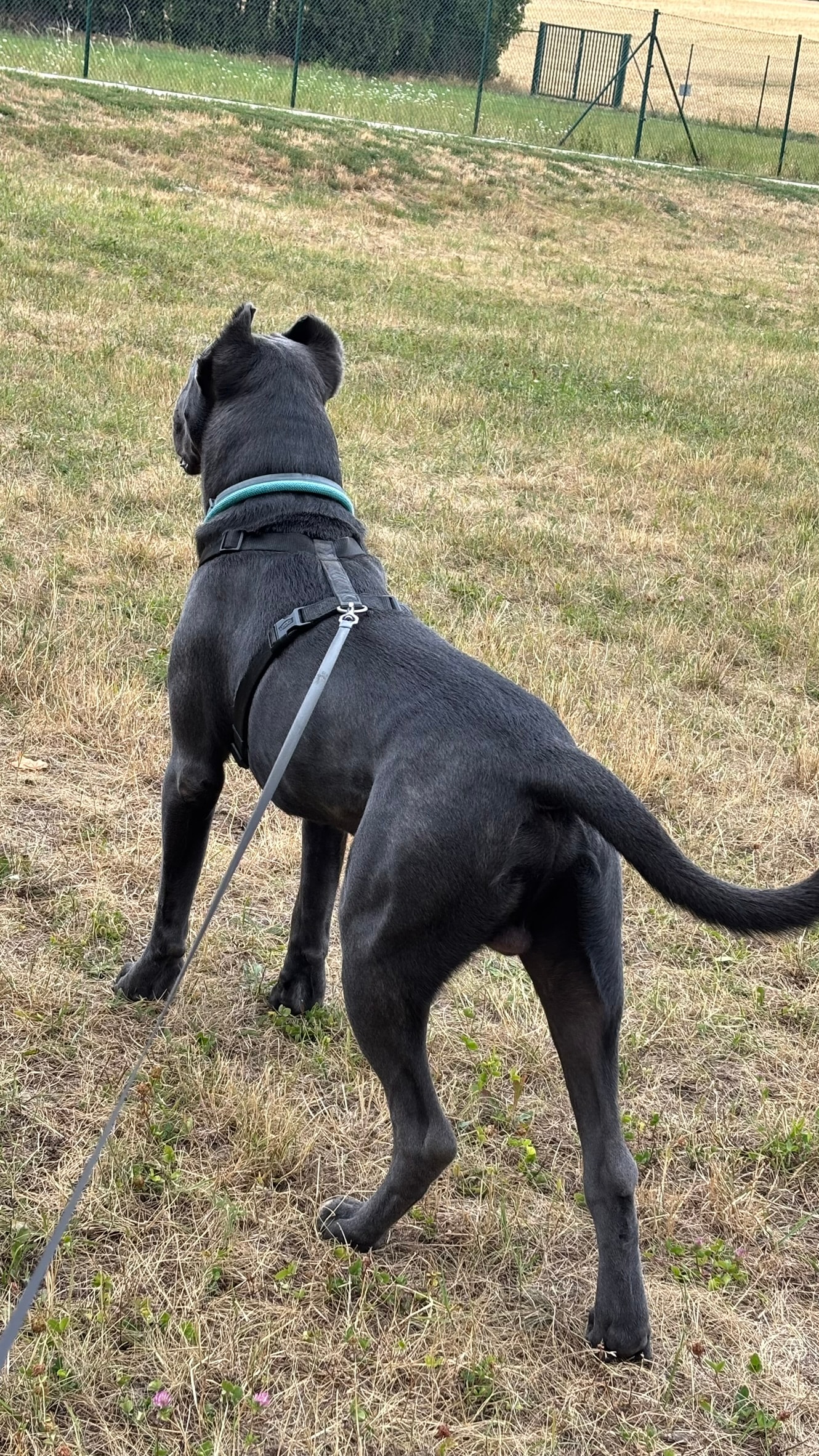 Baron — Cane Corso Portrait