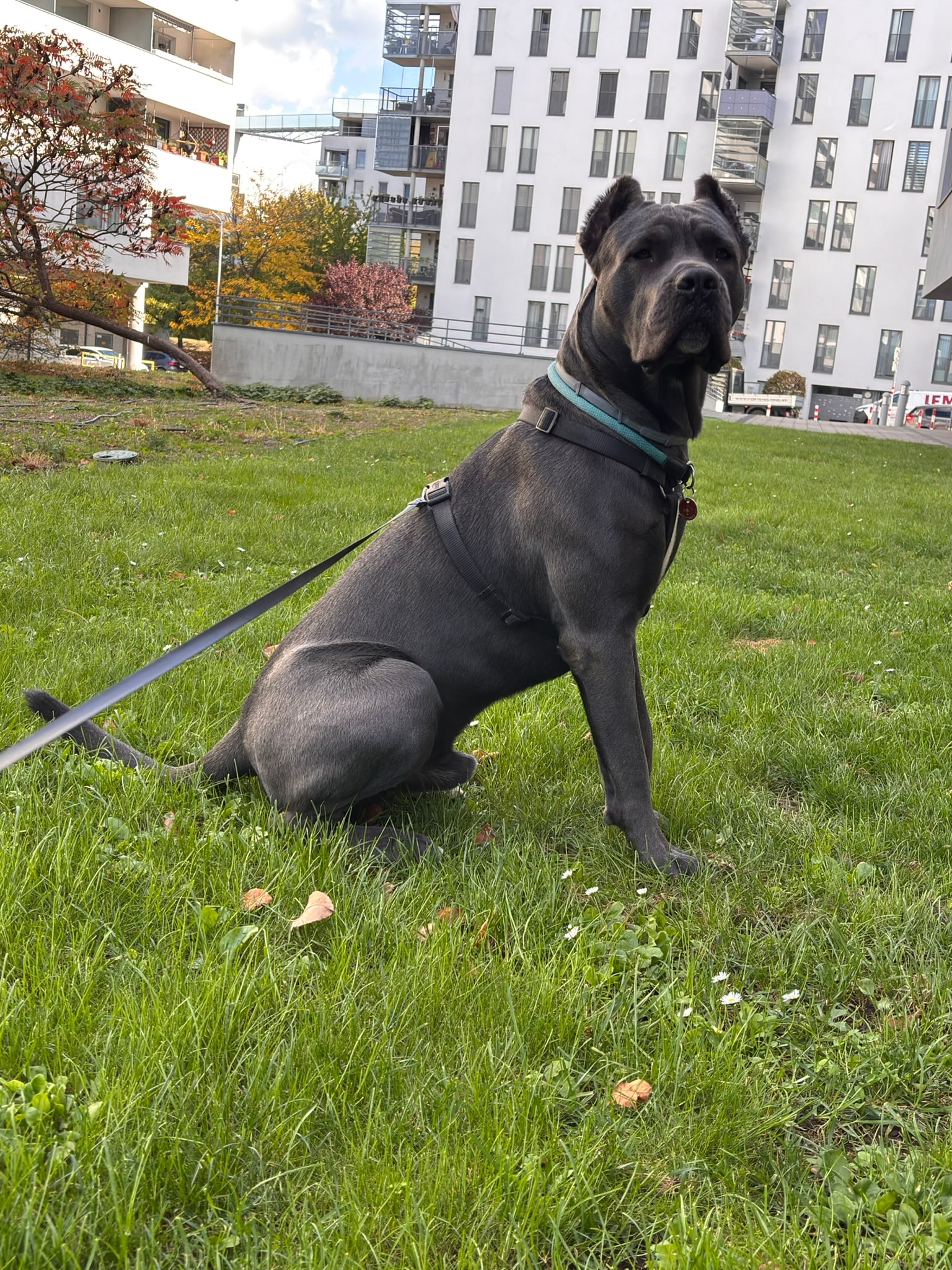 Baron — Porträt im Park